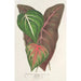 Reprodukcja obrazu Caladium varits - Charles Antoine Lemaire