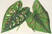 Caladium, nowe odmiany lub gatunki - Charles Antoine Lemaire — widok dzieła