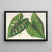 Caladium, nowe odmiany lub gatunki - Charles Antoine Lemaire — oprawiony obraz na ścianie