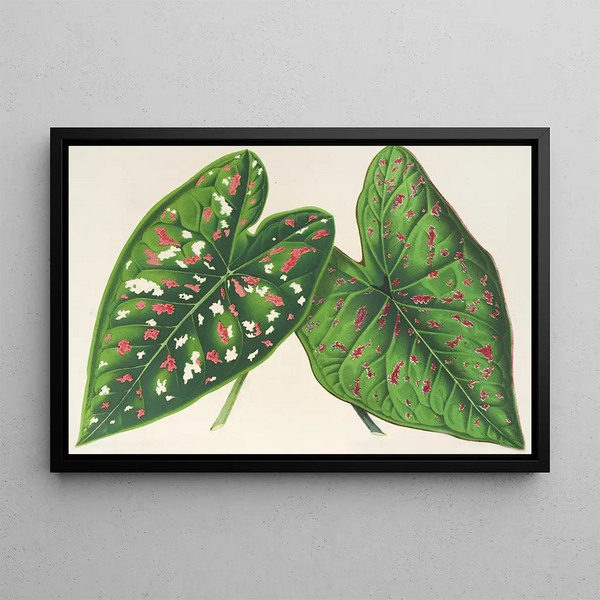 Charles Antoine Lemaire - Caladium varits ou espces nouvelles de.webp