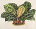 Calathea Maranta hieroglificzna - Charles Antoine Lemaire — widok dzieła