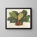 Calathea Maranta hieroglificzna - Charles Antoine Lemaire — oprawiony obraz na ścianie