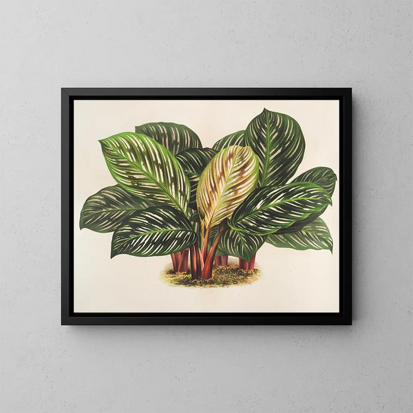 Calathea Maranta hieroglificzna - Charles Antoine Lemaire — oprawiony obraz na ścianie