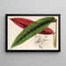 Calathea Maranta nigrocostata - Charles Antoine Lemaire — oprawiony obraz na ścianie