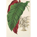 Calathea arrecta - Charles Antoine Lemaire — widok dzieła