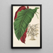 Calathea arrecta - Charles Antoine Lemaire — oprawiony obraz na ścianie