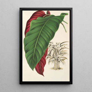 Charles Antoine Lemaire - Calathea arrecta.webp