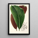 Calathea pacifica - Charles Antoine Lemaire — widok dzieła