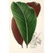 Calathea pacifica - Charles Antoine Lemaire — oprawiony obraz na ścianie