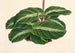 Calathea undulata - Charles Antoine Lemaire — widok dzieła