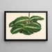 Calathea undulata - Charles Antoine Lemaire — oprawiony obraz na ścianie