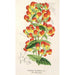 Reprodukcja obrazu Calceolaria pisacomensis - Charles Antoine Lemaire