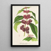 Reprodukcja obrazu Callicarpa purpurea - Charles Antoine Lemaire