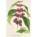 Reprodukcja obrazu Callicarpa purpurea - Charles Antoine Lemaire