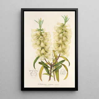 Charles Antoine Lemaire - Callistemon amnus.webp