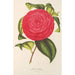 Camellia Adriana - Charles Antoine Lemaire — widok dzieła
