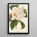 Reprodukcja obrazu Camellia Angelo Cocchi - Charles Antoine Lemaire
