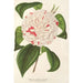 Reprodukcja obrazu Camellia Angelo Cocchi - Charles Antoine Lemaire