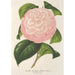 Reprodukcja obrazu Camellia Archiduc Étienne - Charles Antoine Lemaire