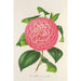 Camellia Baron de Vrière - Charles Antoine Lemaire — widok dzieła