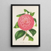 Camellia Baron de Vrière - Charles Antoine Lemaire — oprawiony obraz na ścianie