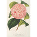 Camellia Bella Romana - Charles Antoine Lemaire — widok dzieła