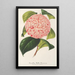 Camellia Bella Romana - Charles Antoine Lemaire — oprawiony obraz na ścianie