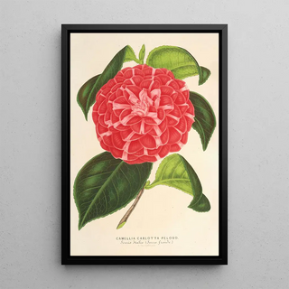 Charles Antoine Lemaire - Camellia Cariotta Peloso hybr.webp