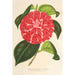 Reprodukcja obrazu Camellia Cariotta Peloso hybrydowy - Charles Antoine Lemaire