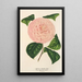 Camellia Caterina Rossi - Charles Antoine Lemaire — oprawiony obraz na ścianie
