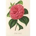 Camellia Clodia - Charles Antoine Lemaire — widok dzieła