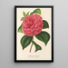 Camellia Clodia - Charles Antoine Lemaire — oprawiony obraz na ścianie