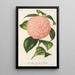 Reprodukcja obrazu Camellia Comte de Toll - Charles Antoine Lemaire
