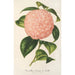 Reprodukcja obrazu Camellia Comte de Toll - Charles Antoine Lemaire