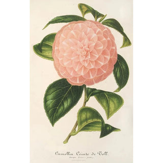 Charles Antoine Lemaire - Camellia Comte de Toll.webp