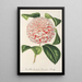 Reprodukcja obrazu Camellia Comtesse Lavinia Maggi - Charles Antoine Lemaire