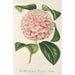 Reprodukcja obrazu Camellia Comtesse Lavinia Maggi - Charles Antoine Lemaire