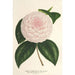 Camellia Constantin Trtiakoff hybrydowy - Charles Antoine Lemaire — widok dzieła