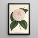 Camellia Constantin Trtiakoff hybrydowy - Charles Antoine Lemaire — oprawiony obraz na ścianie