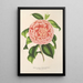 Reprodukcja obrazu Camellia Contessa Pasolini - Charles Antoine Lemaire