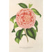 Reprodukcja obrazu Camellia Contessa Pasolini - Charles Antoine Lemaire