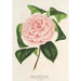Camellia Contessa Tozzoni - Charles Antoine Lemaire — widok dzieła