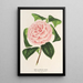 Camellia Contessa Tozzoni - Charles Antoine Lemaire — oprawiony obraz na ścianie