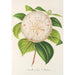 Camellia Cora L Barton - Charles Antoine Lemaire — widok dzieła