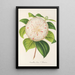 Camellia Cora L Barton - Charles Antoine Lemaire — oprawiony obraz na ścianie