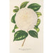Camellia Dionisia Poniatowski - Charles Antoine Lemaire — widok dzieła