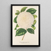 Camellia Dionisia Poniatowski - Charles Antoine Lemaire — oprawiony obraz na ścianie