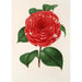 Camellia Don Carlos Ferdinando - Charles Antoine Lemaire — widok dzieła