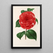 Camellia Don Carlos Ferdinando - Charles Antoine Lemaire — oprawiony obraz na ścianie