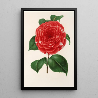 Charles Antoine Lemaire - Camellia Don Carlos Ferdinando.webp